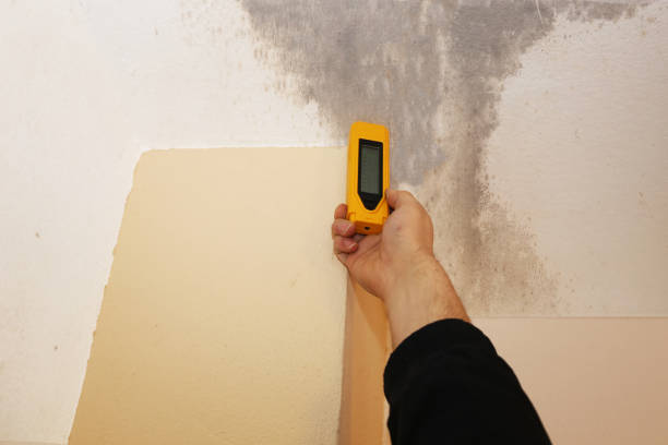 Best Environmental Consulting for Mold Prevention  in Prineville, OR