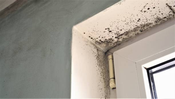 Environmental Consulting for Mold Prevention